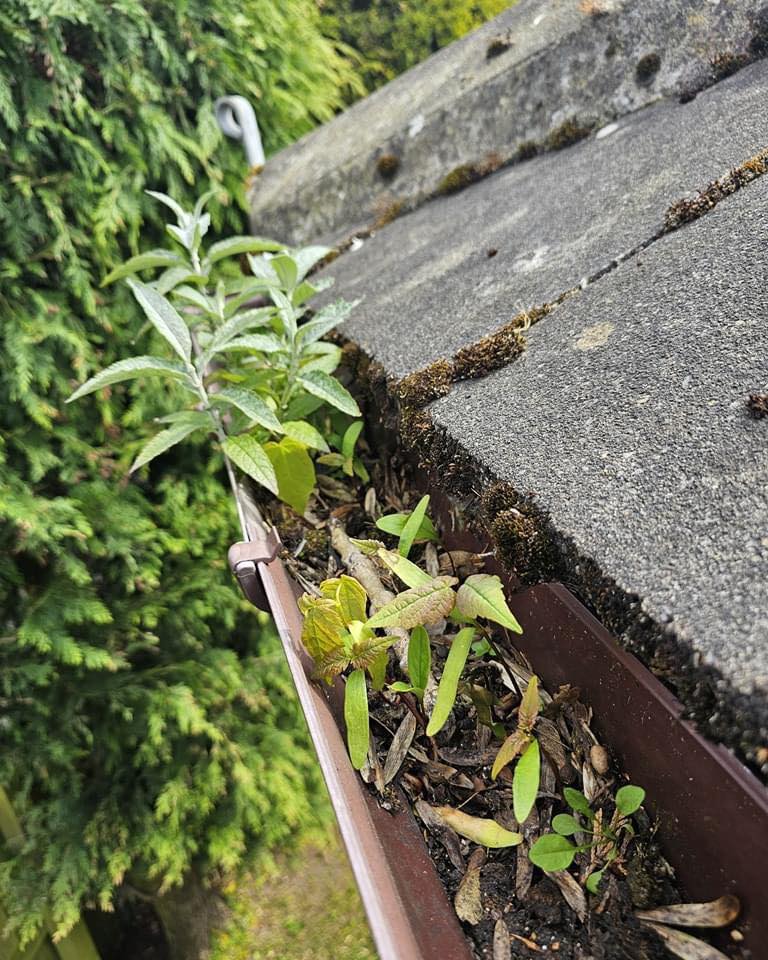 Gutter Cleaning